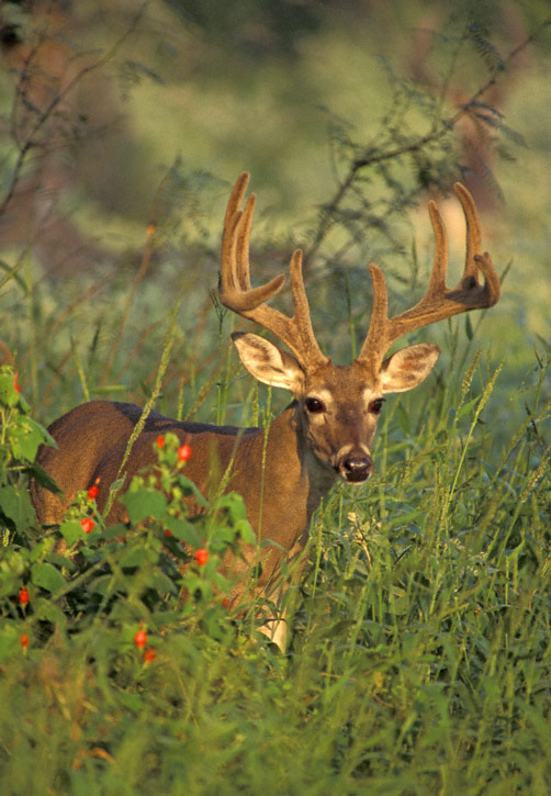 Related Pictures On White Tailed Deer Buck Nature Wallpaper Image
