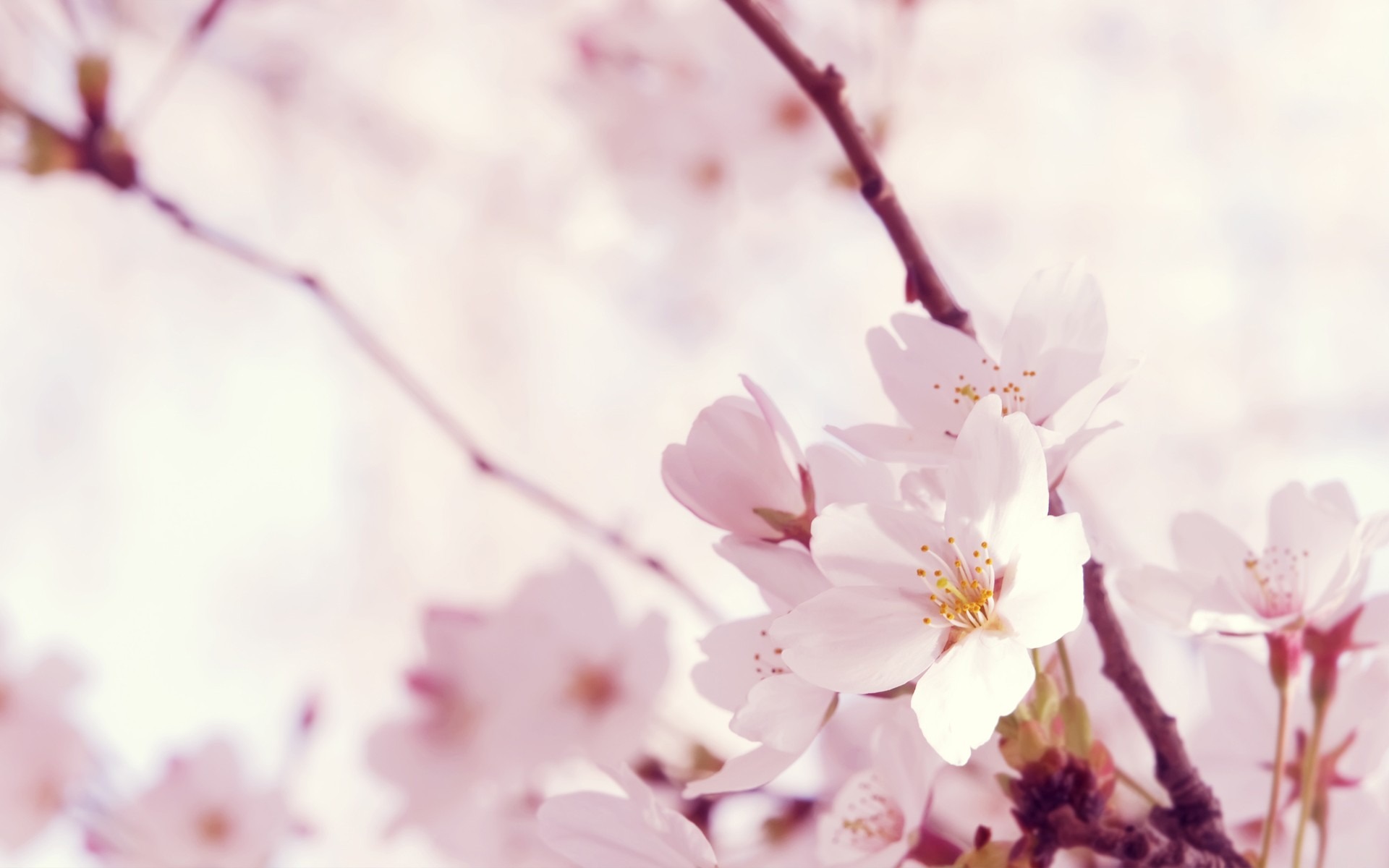 Sakura Pc Wallpaper