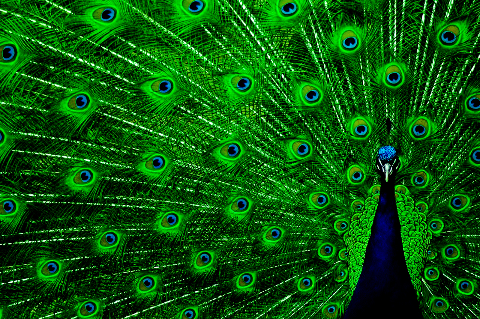 Tanpa Arah Add Ment Beautiful Bird Peacock Edit