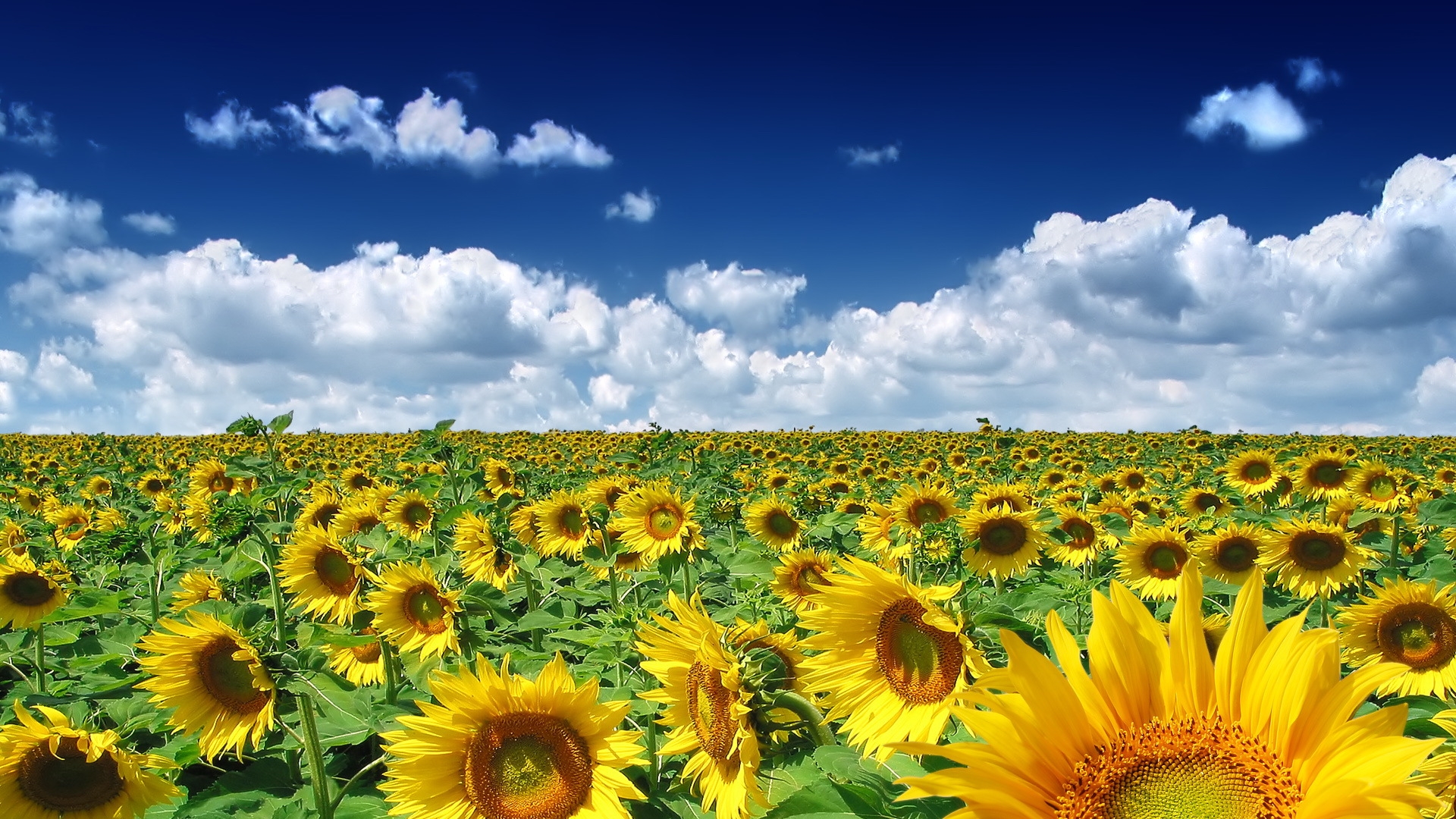 Wallpaper Spring Sunflowers HD Background