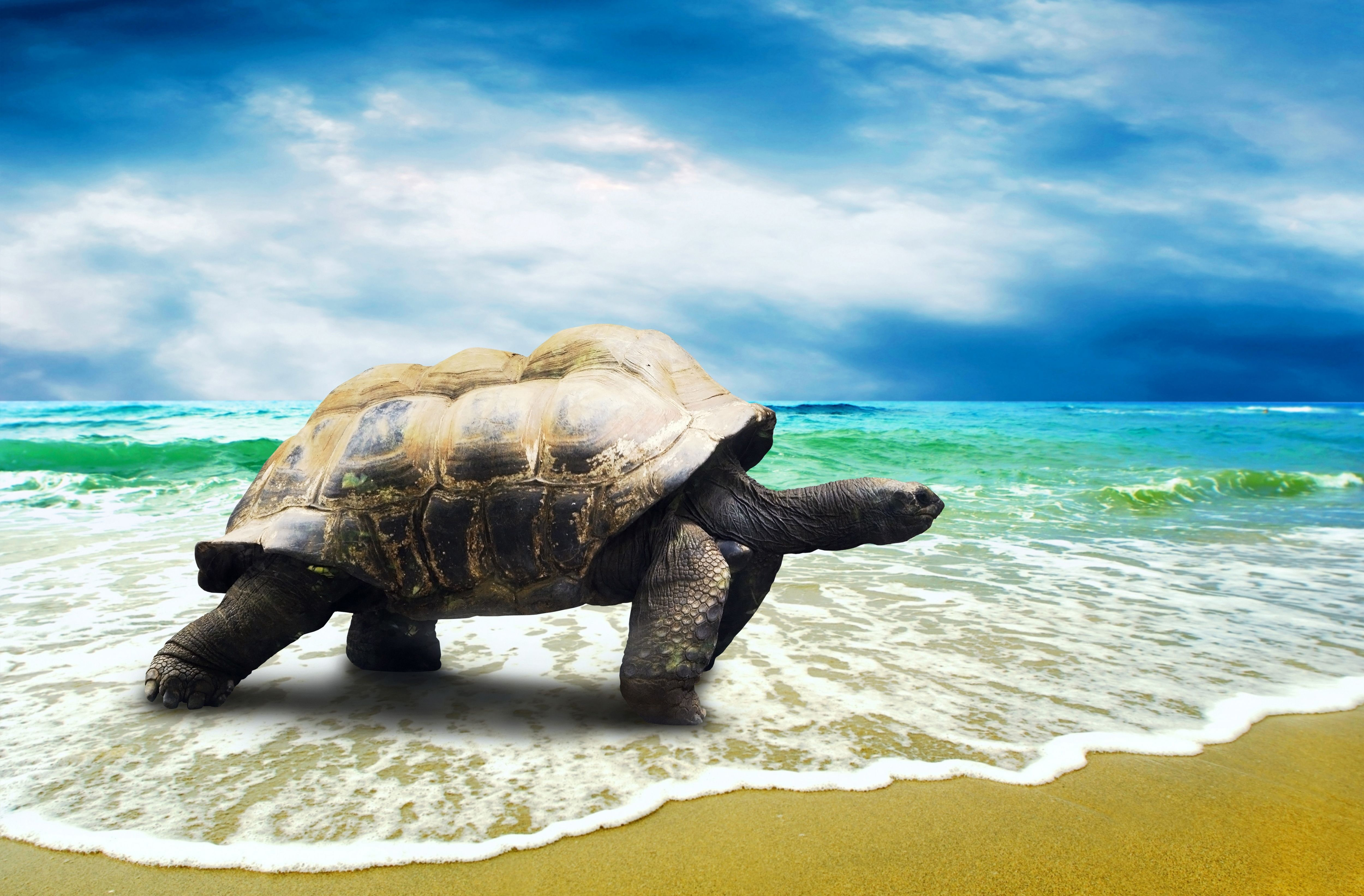 4k Tortoise Wallpaper Background Image
