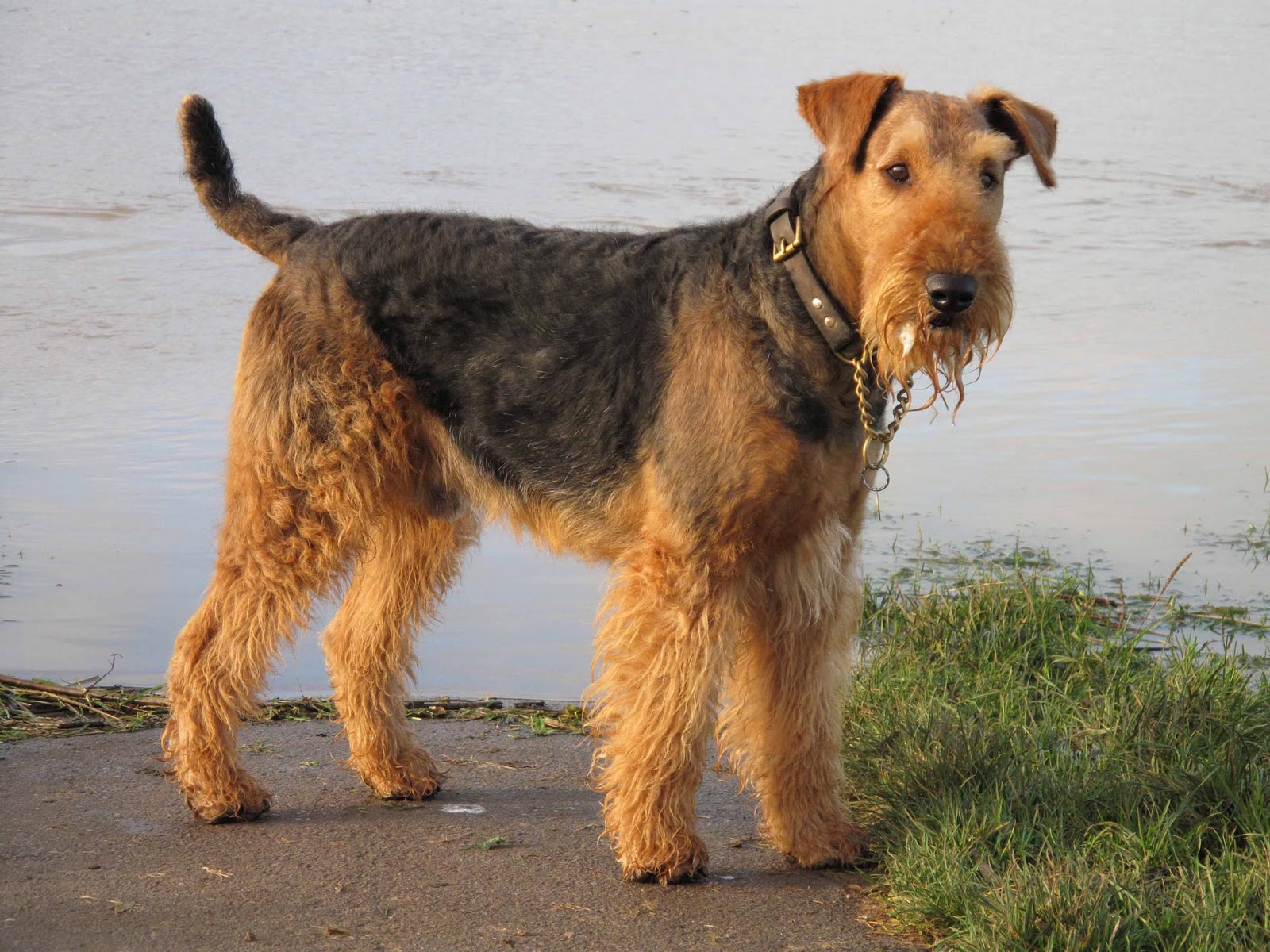 HD Wallpaper Airedale Terrier