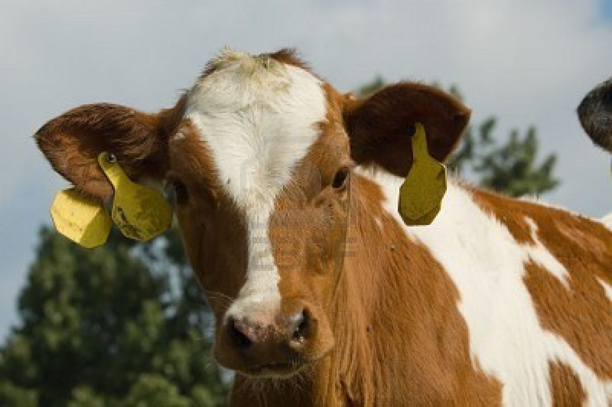 Cute Cows Pictures To Pin Pinsdaddy