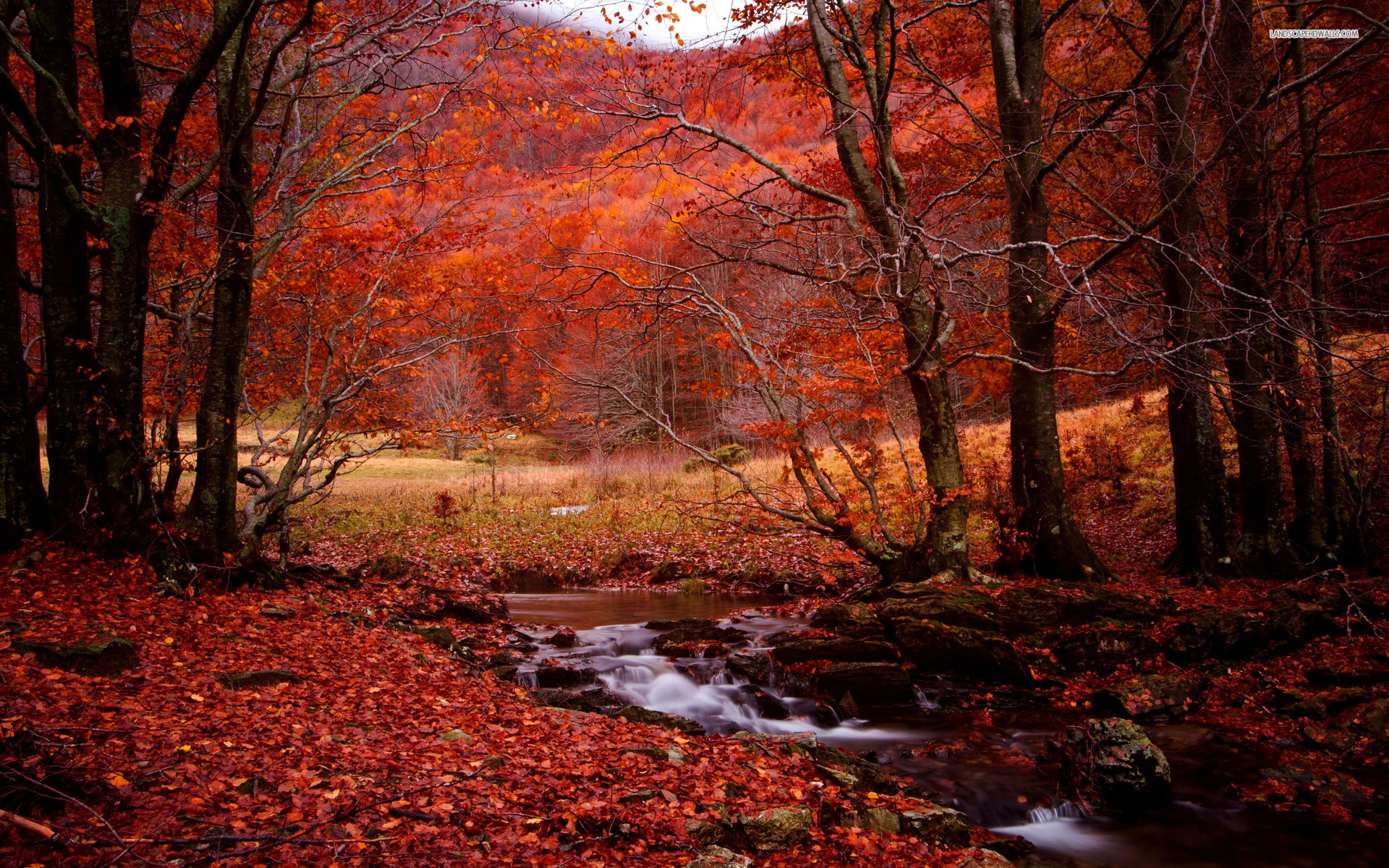Red Forest Creek Leaves Stones Wallpaper