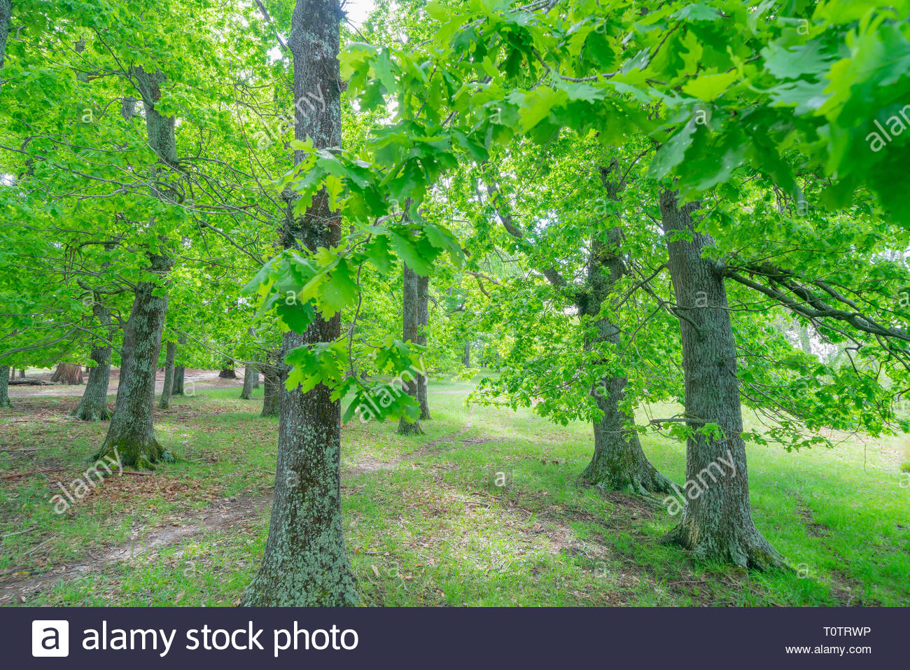 Grove Bright Green Oak Trees With Spring Time Leaves