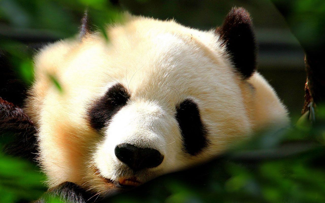 For The Giant Panda Photographic Wallpaper Animal