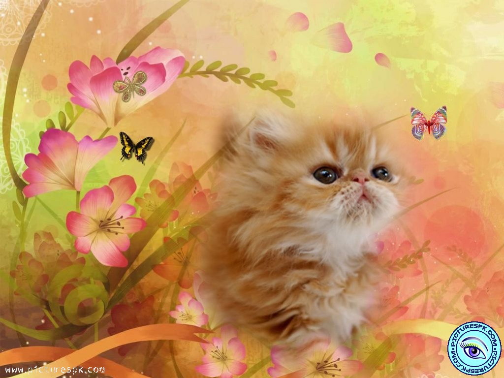 Kitty Cat Picture Wallpaper In Resolution
