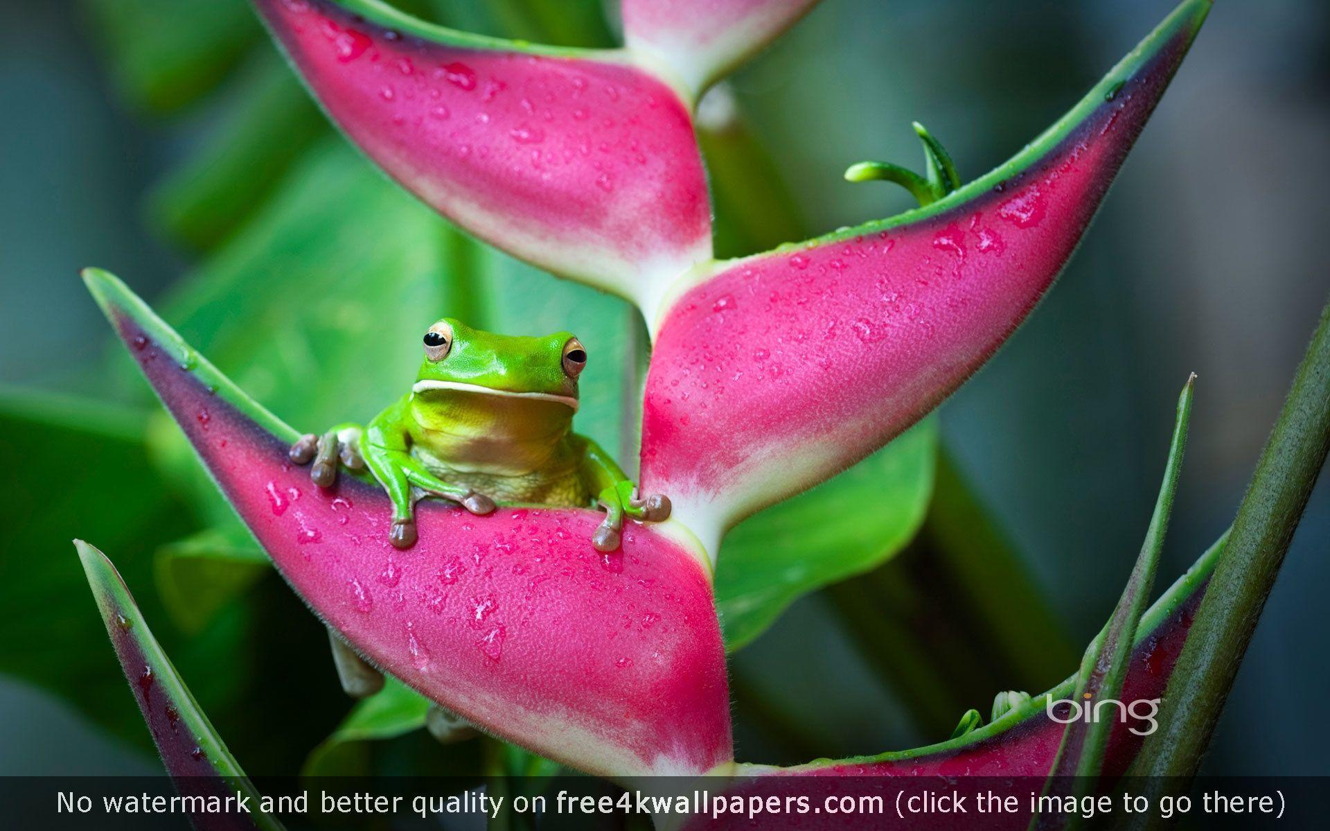 Frog 4K wallpapers for your desktop or mobile screen free and easy