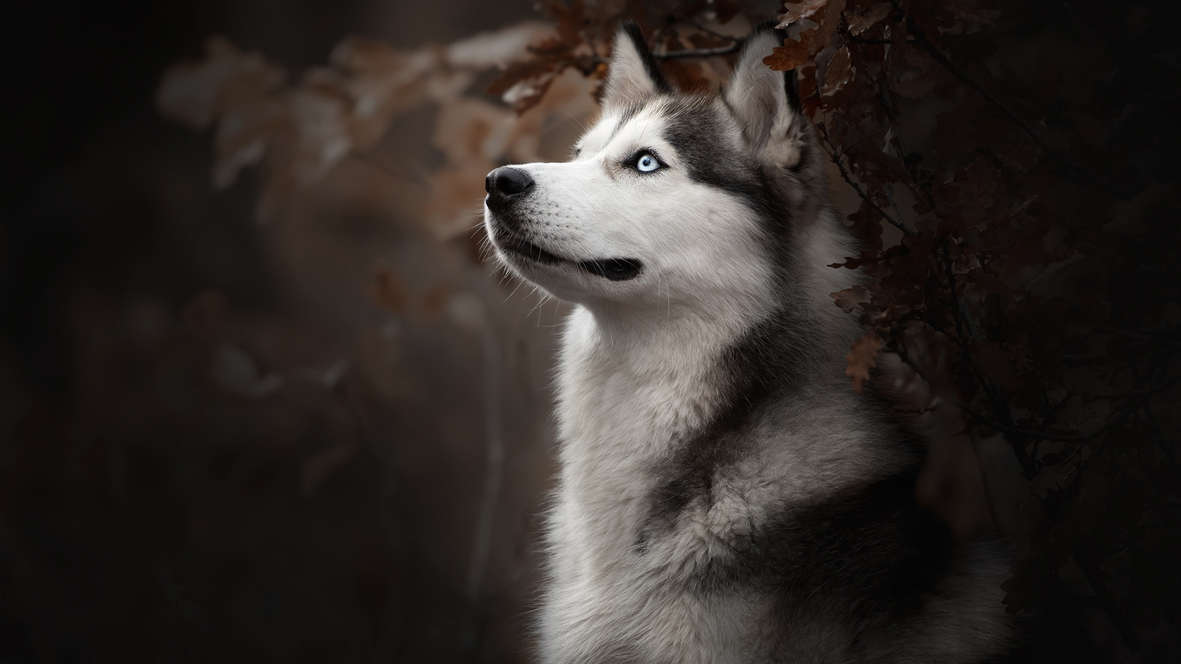 A beautiful husky puppy with bright blue eyes looks up in a dark forest setting in 4k resolution
