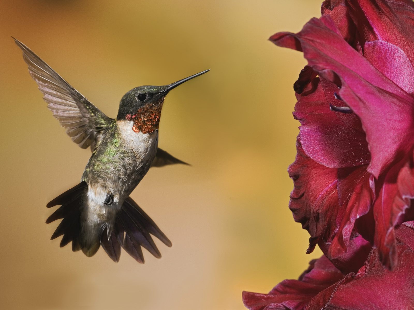 HD Hummingbird Wallpaper Border 3d Picture Design For