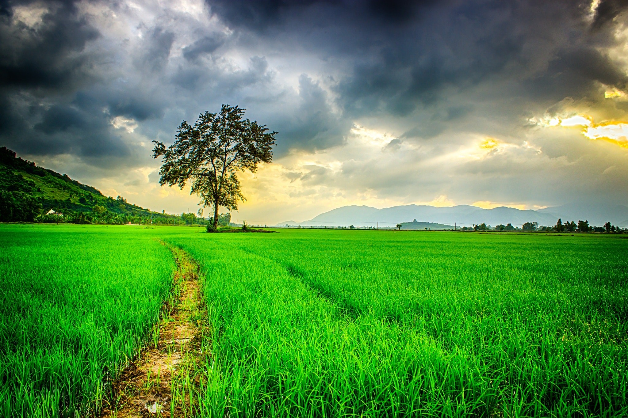 Nature Background Picture Wallpaper