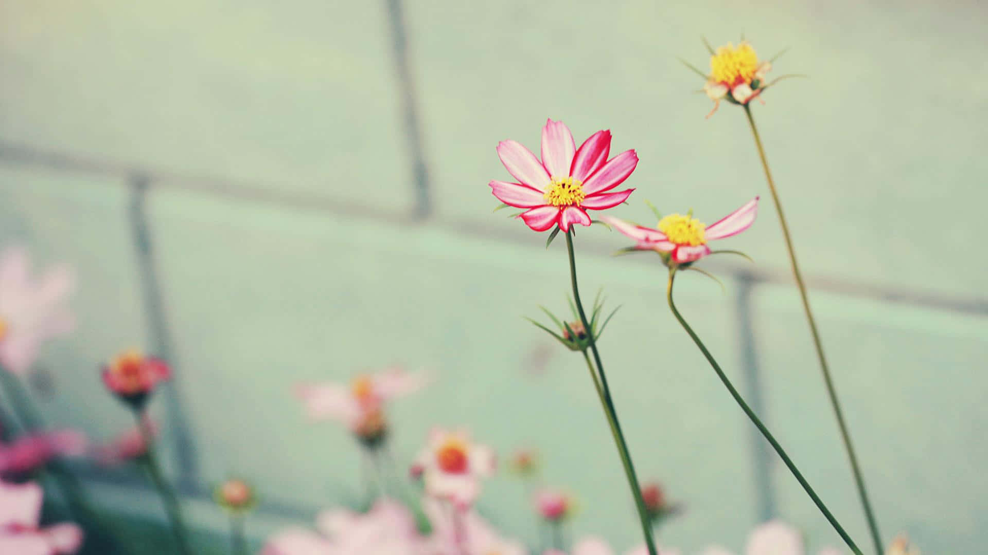 Daisy Aesthetic Computer Wallpaper