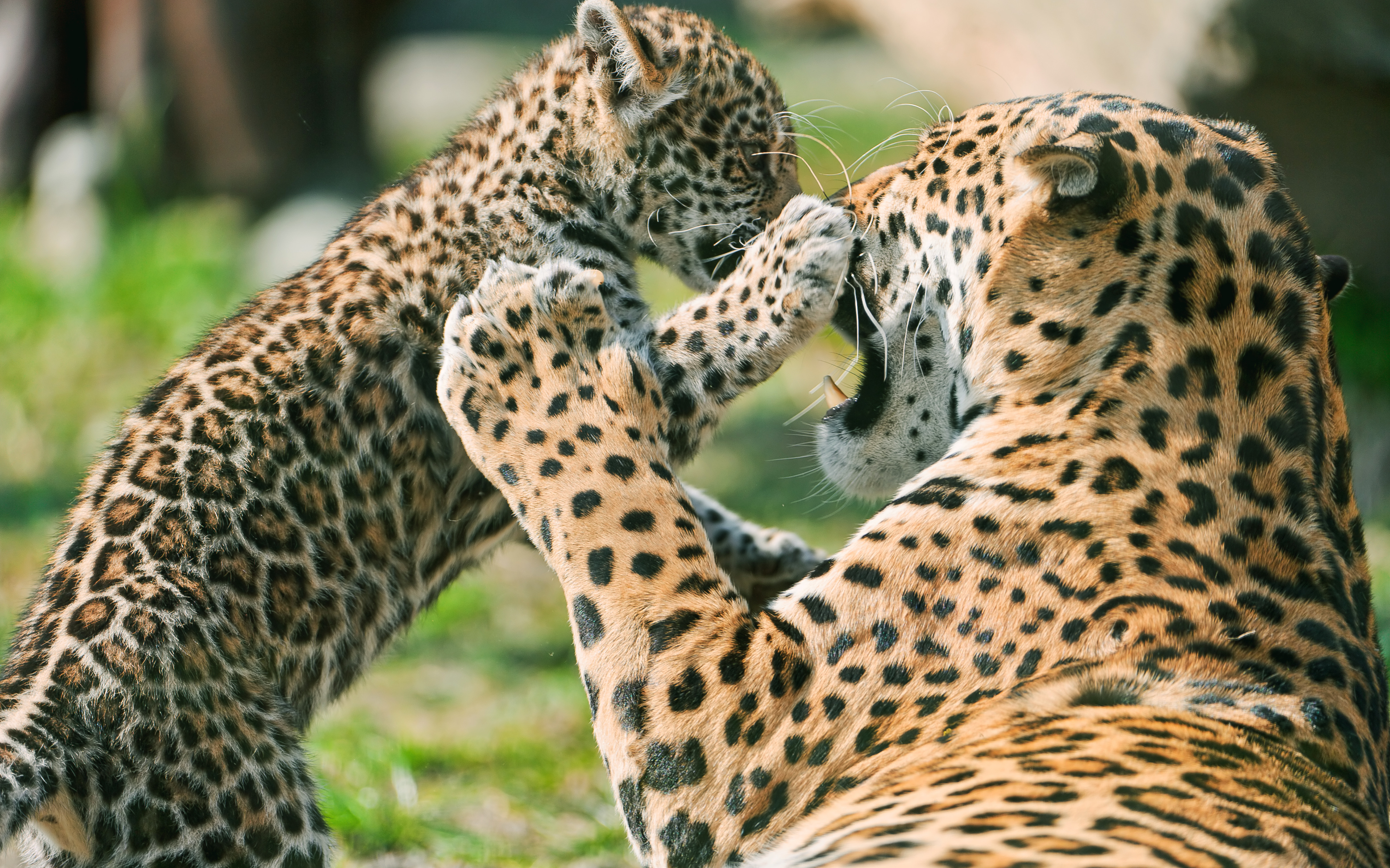 Jaguar Cub Fighting Mother Wallpaper HD