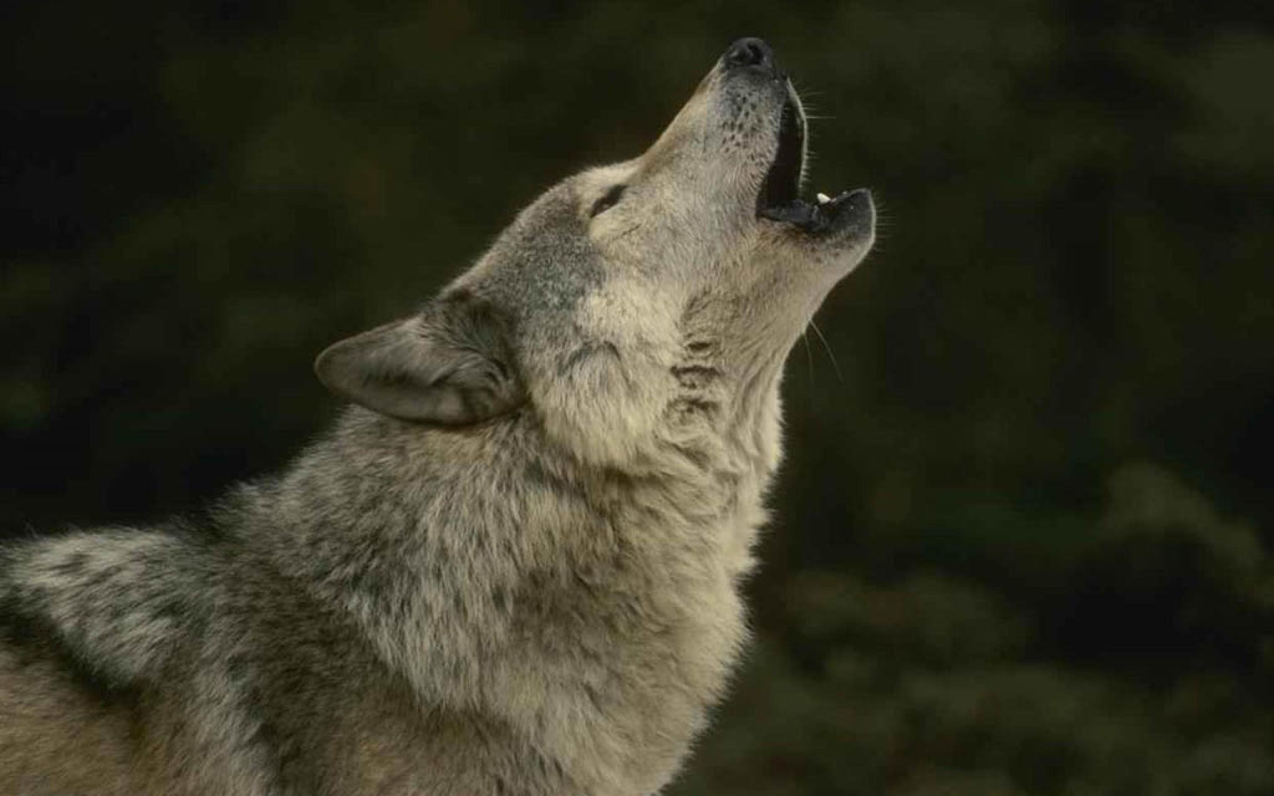 Quotes About Wolves Howling