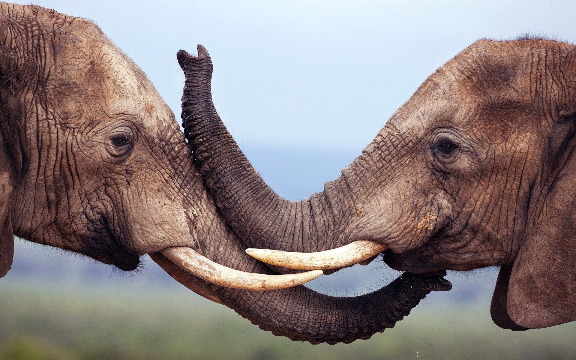 African Animals Wallpaper HD