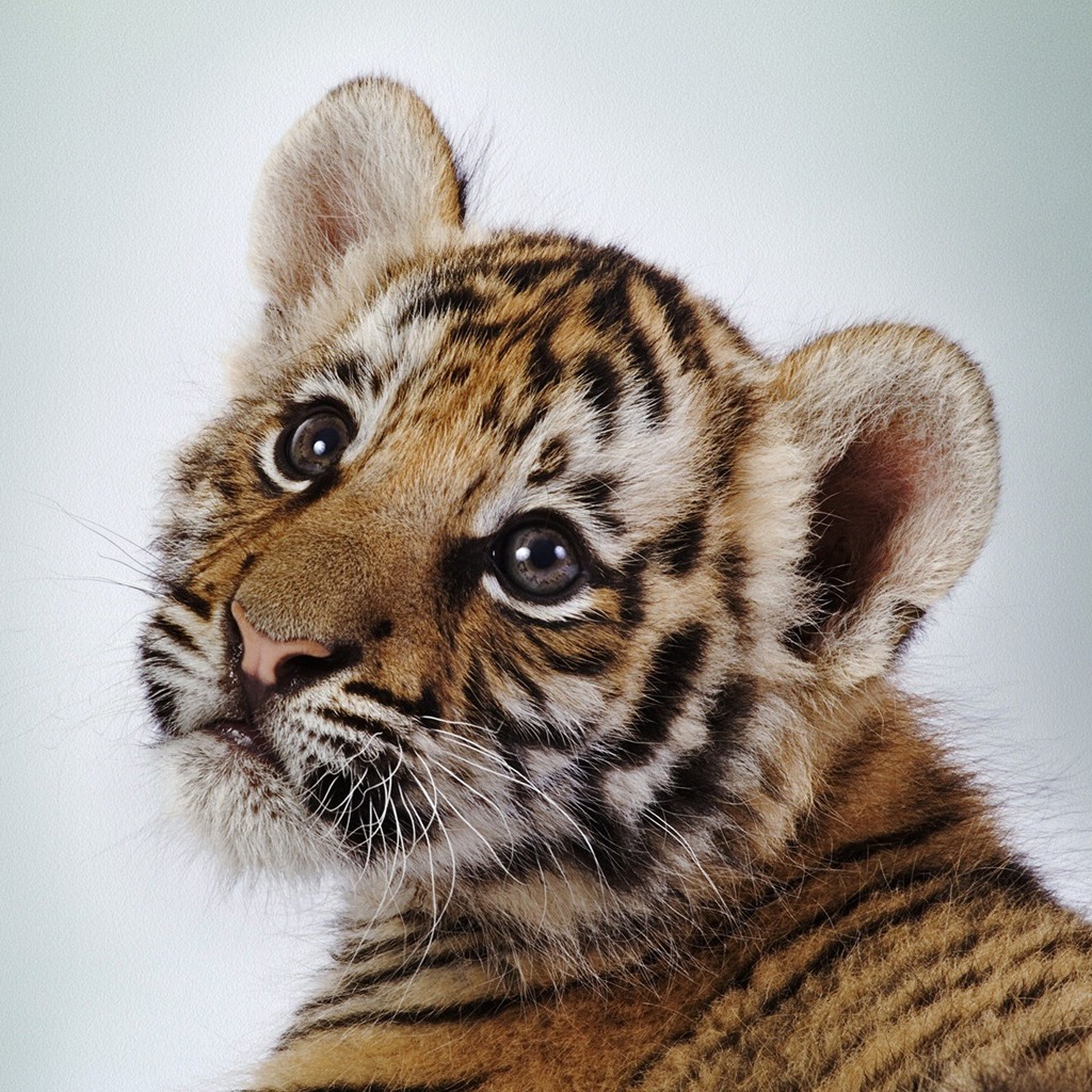Baby Tiger iPad Wallpaper Pictures