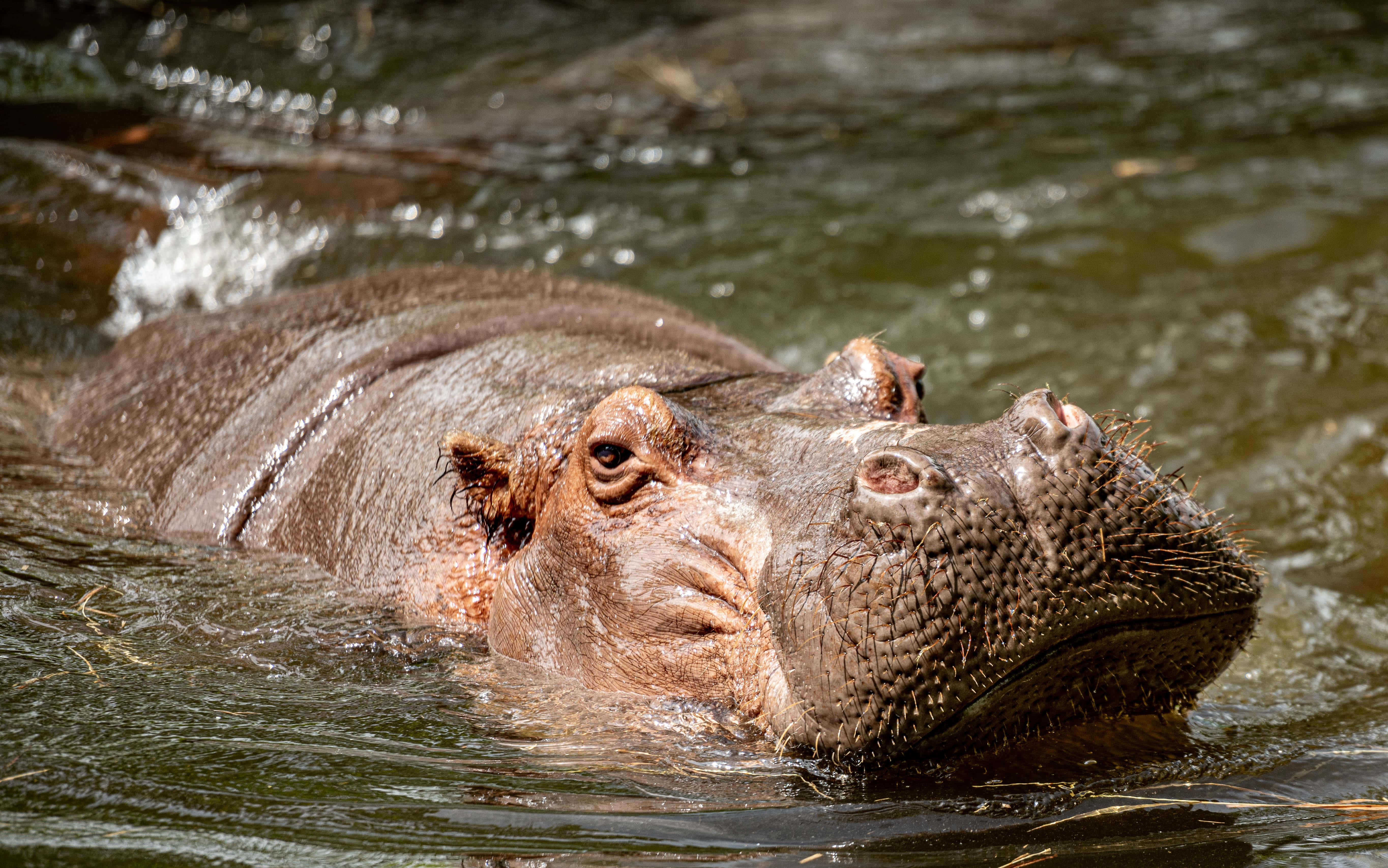 Hippopotamus Picture Wallpaper