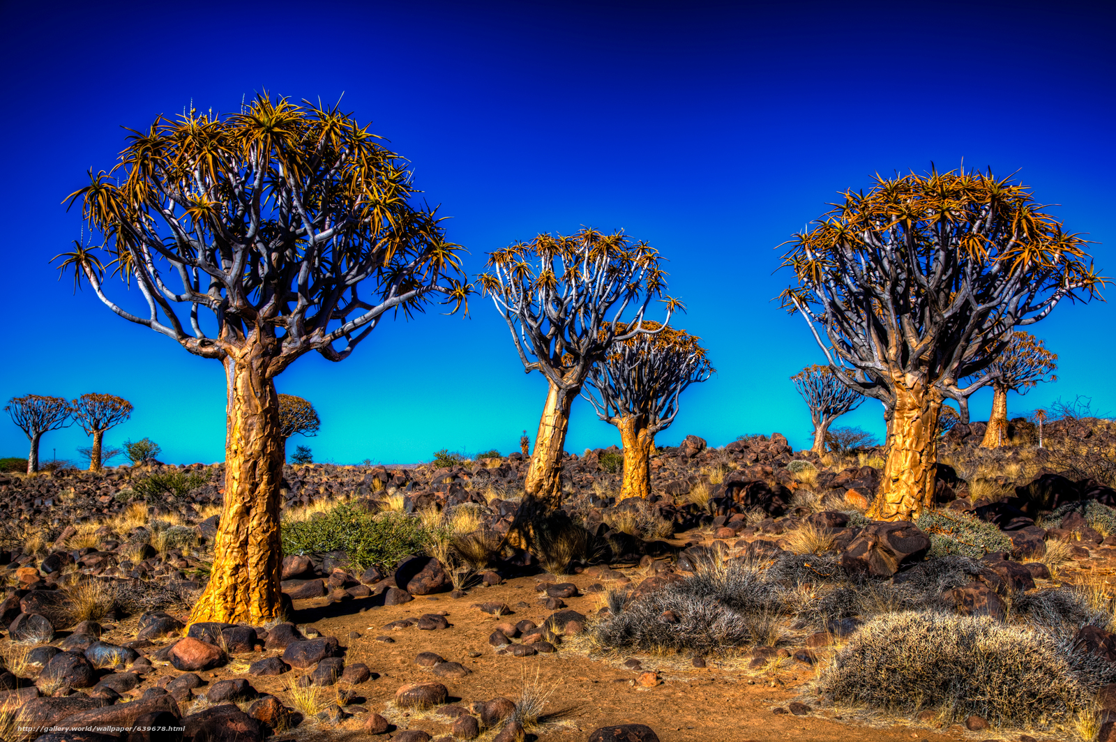 Wallpaper Kalahari Quiver Tree Field Landscape