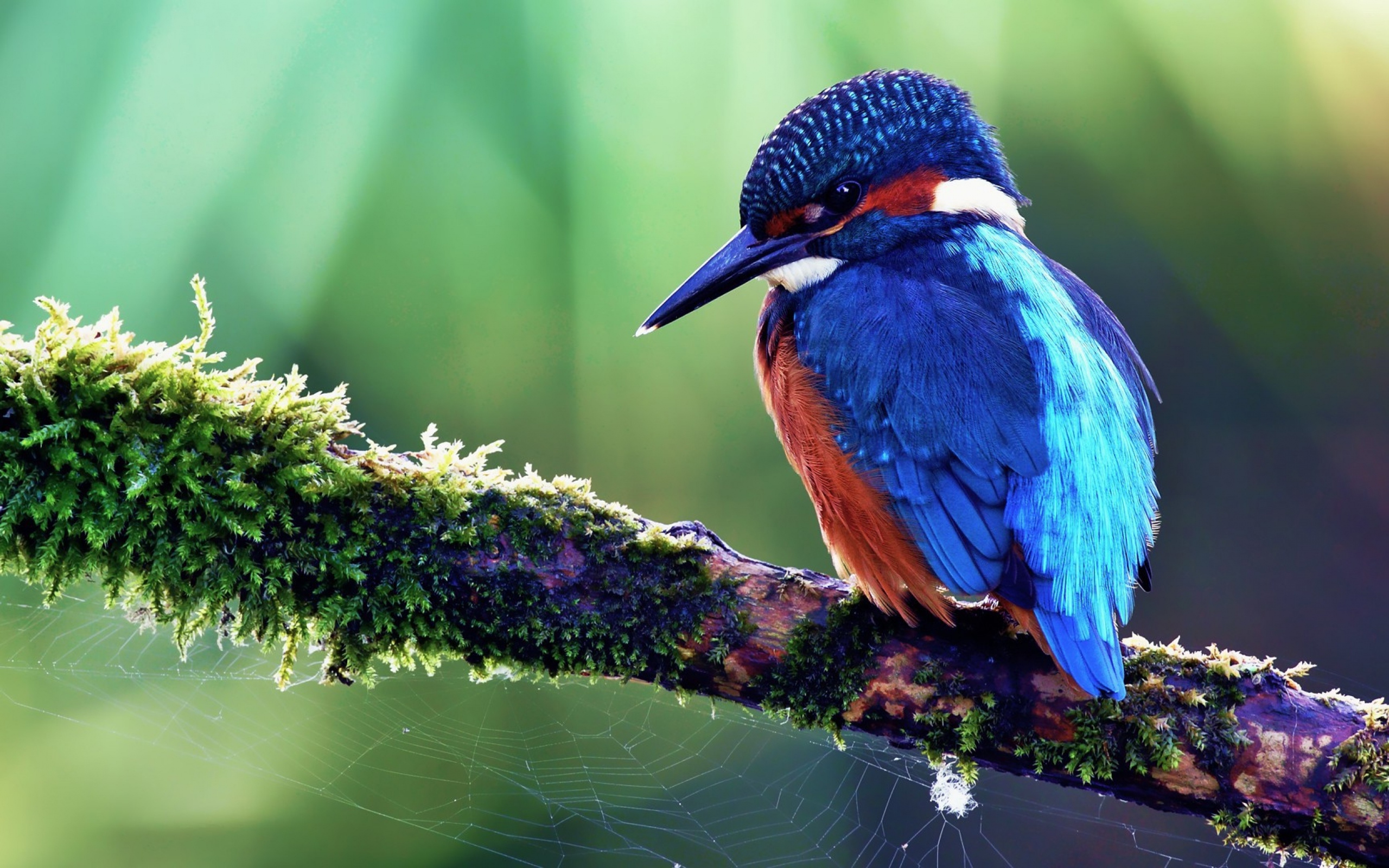 A vibrant kingfisher perched on a mossy branch