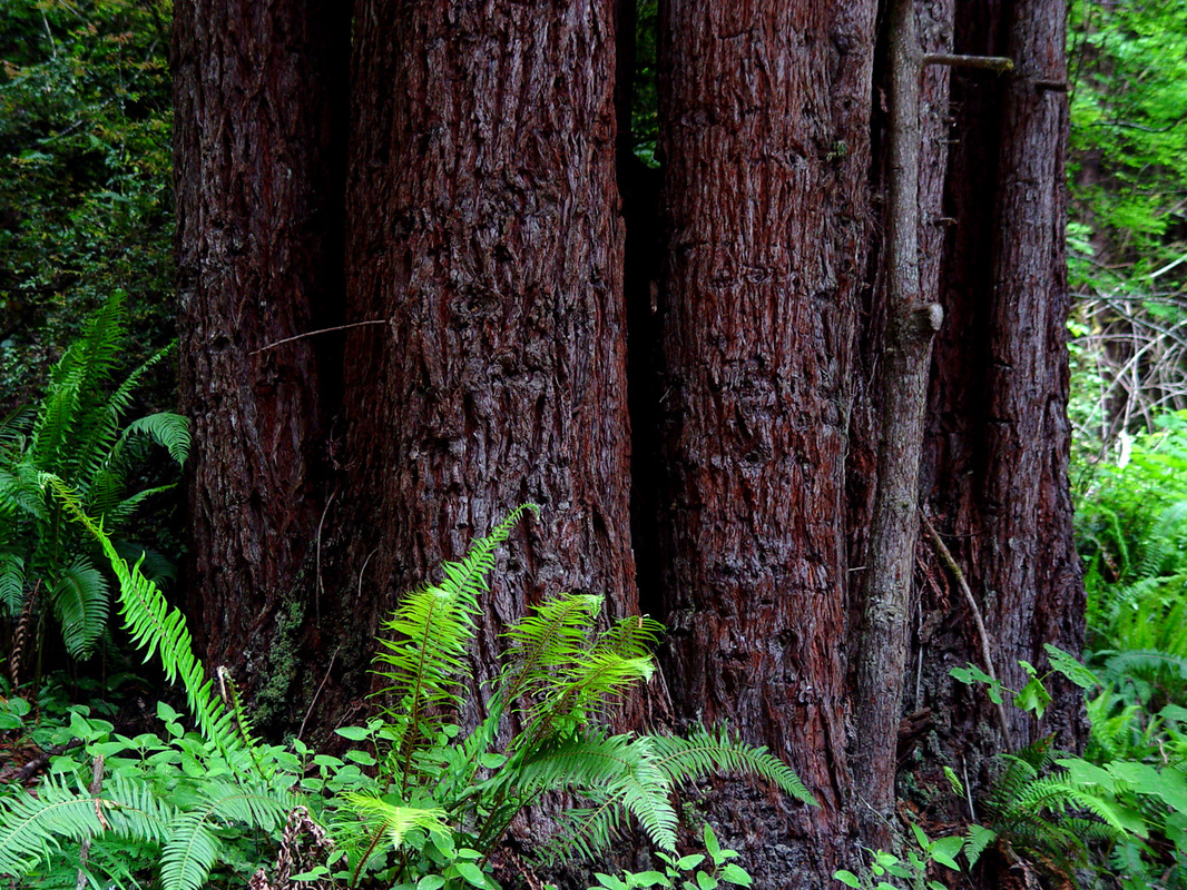 Redwoods Wallpaper Desktop Background By Design