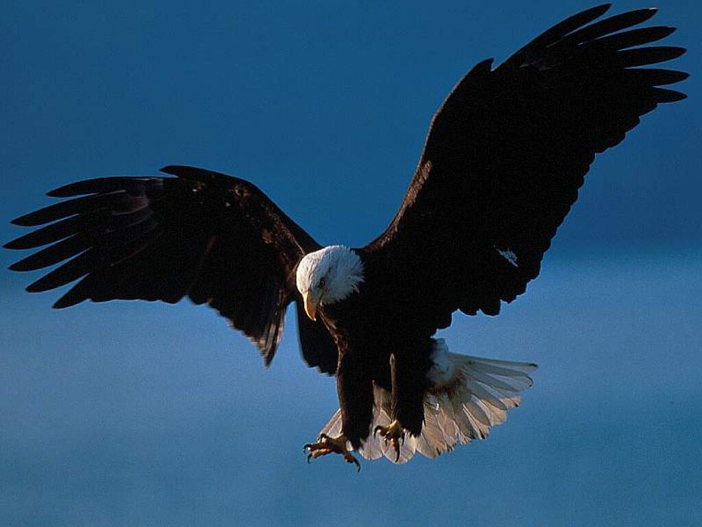 Flying Eagle Wallpaper HD In Animals Imageci