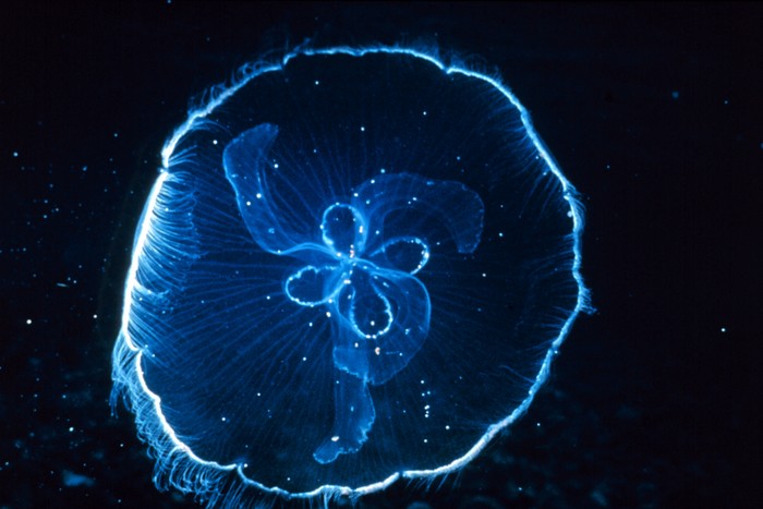 Funny Box Jellyfish Wallpaper Unique Animal
