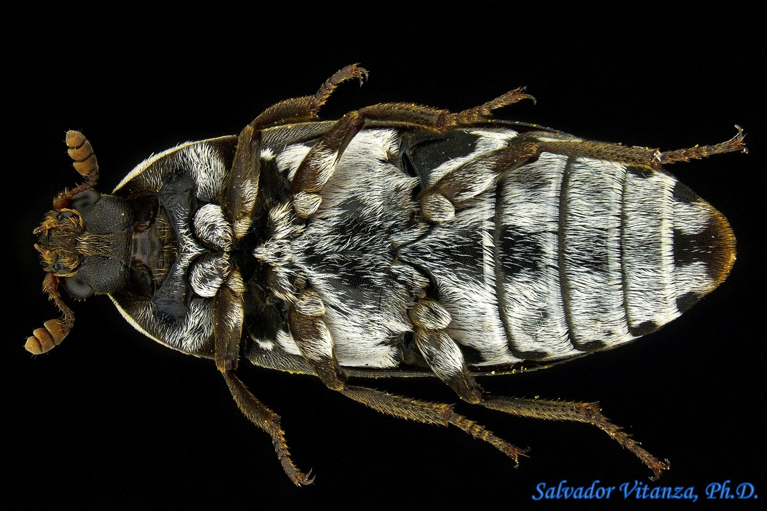 Carpet Beetle Wallpaper