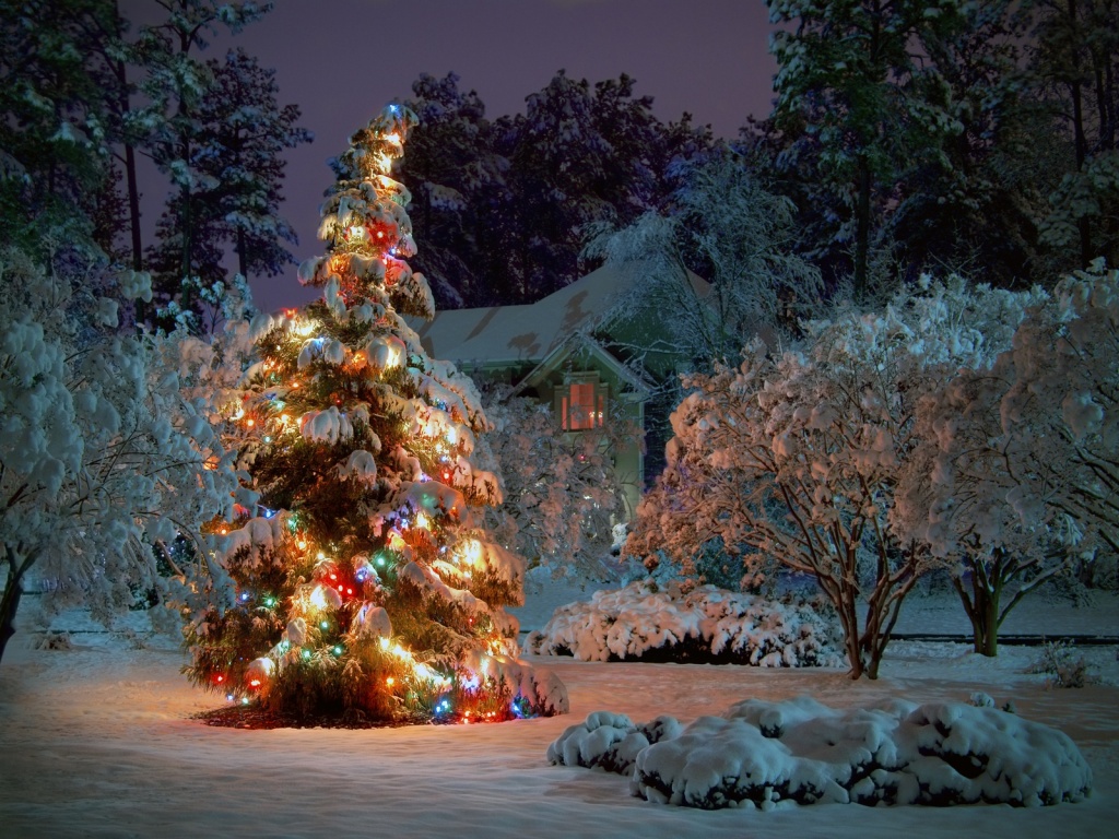 Outdoor Christmas Tree Desktop Pc And Mac Wallpaper