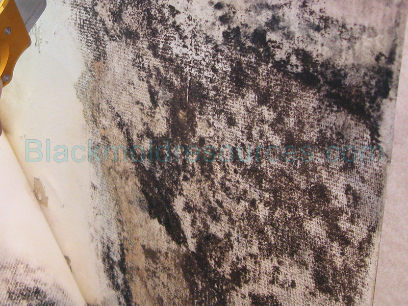 Mold Growing Behind Wallpaper Jpg Black