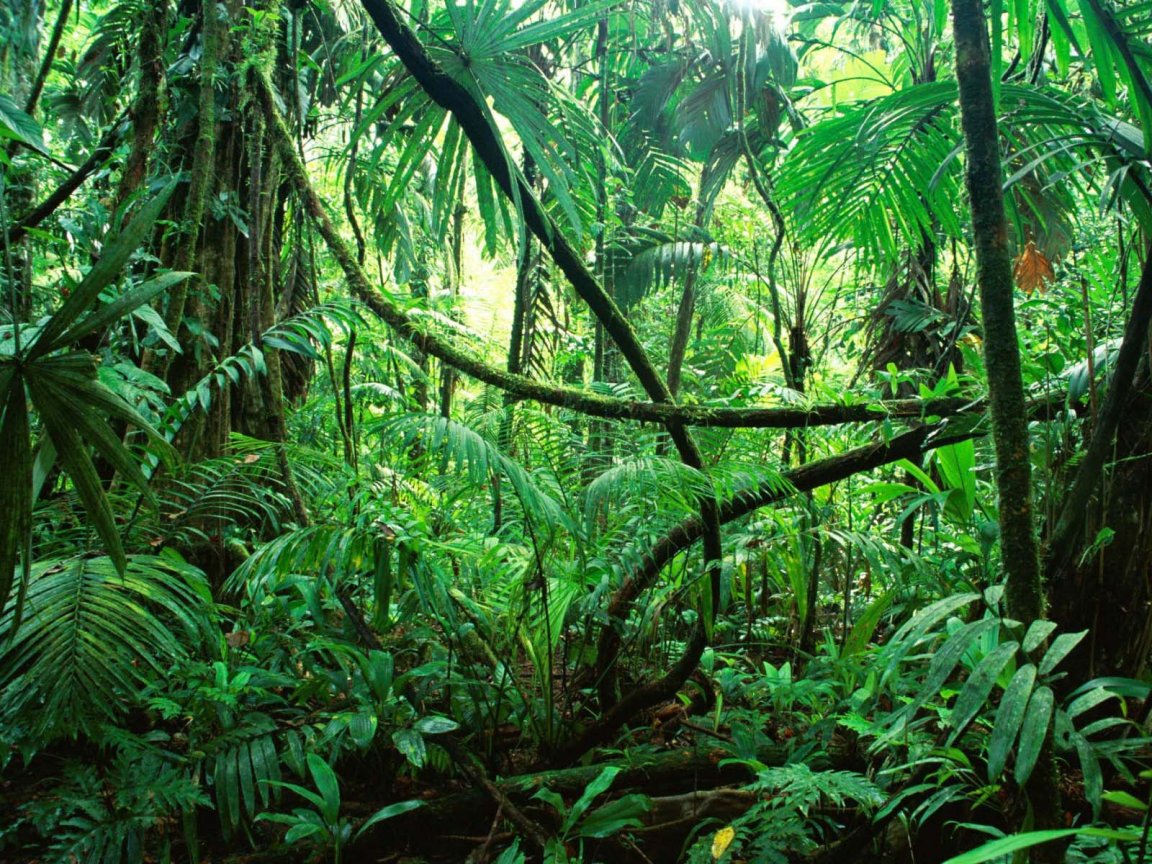 Amazon Forest 1152x864 WallpapersAmazon Forest 1152x864 Wallpapers