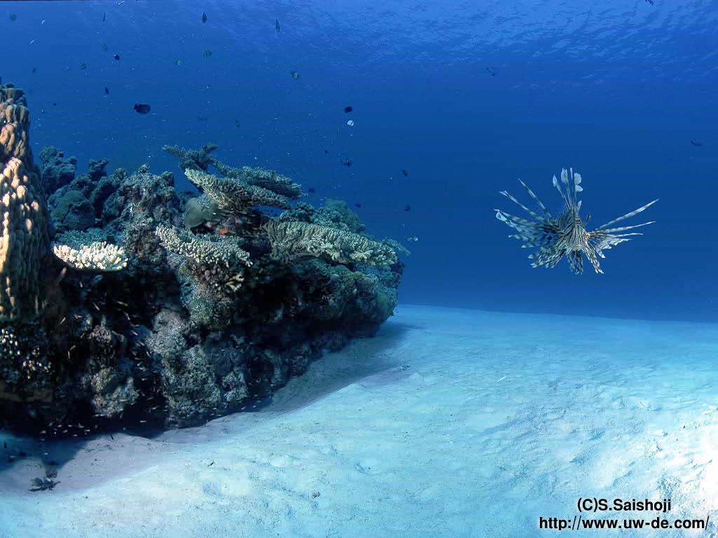 Undersea World Desktop Wallpaper Pixel