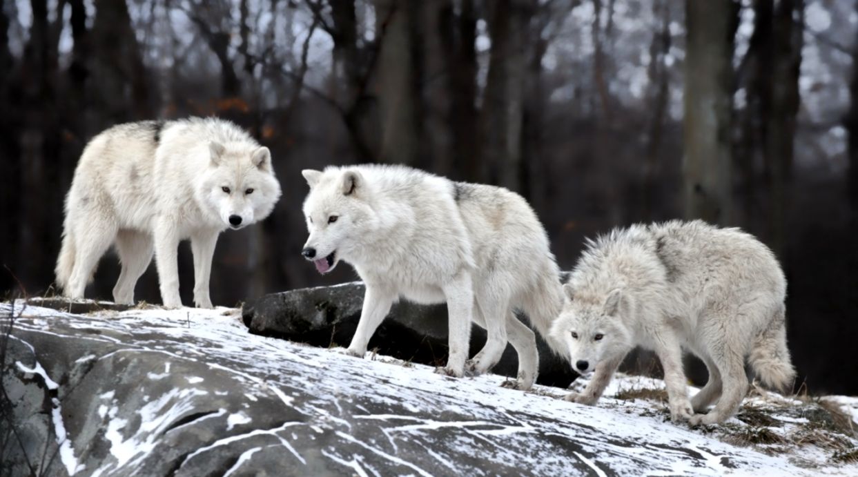 White Wolves Pack Wallpaper Turret