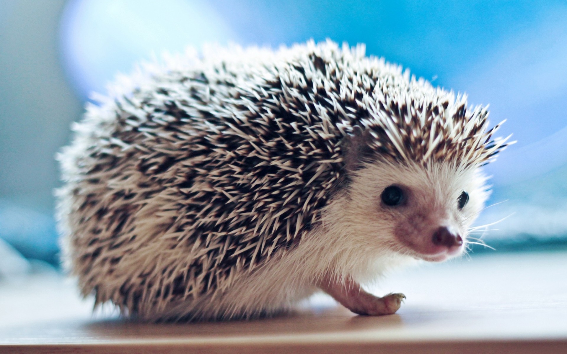 Cute Hedgehog Small Animal Wallpapers HD Wallpapers