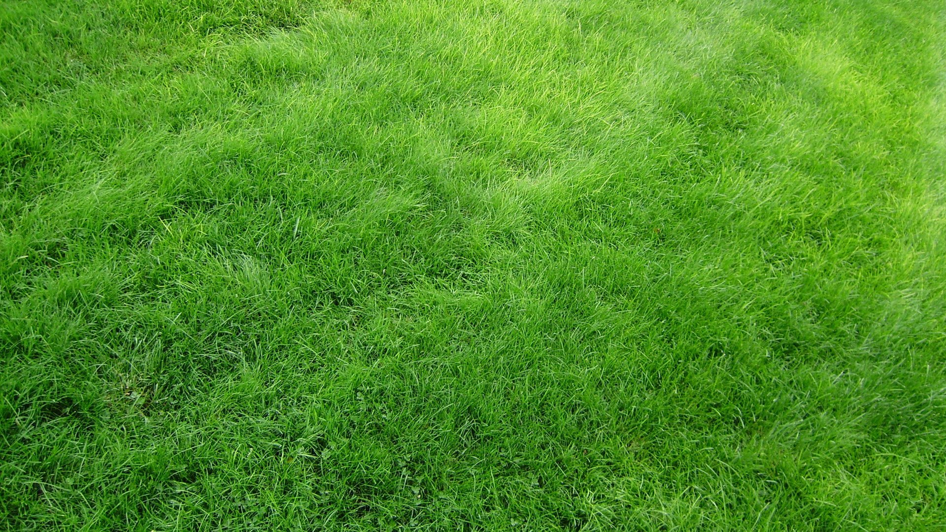 HD Wallpaper Grass Download