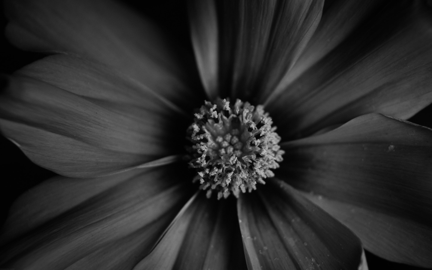 Black And White Flower Wallpaper HD For Desktop