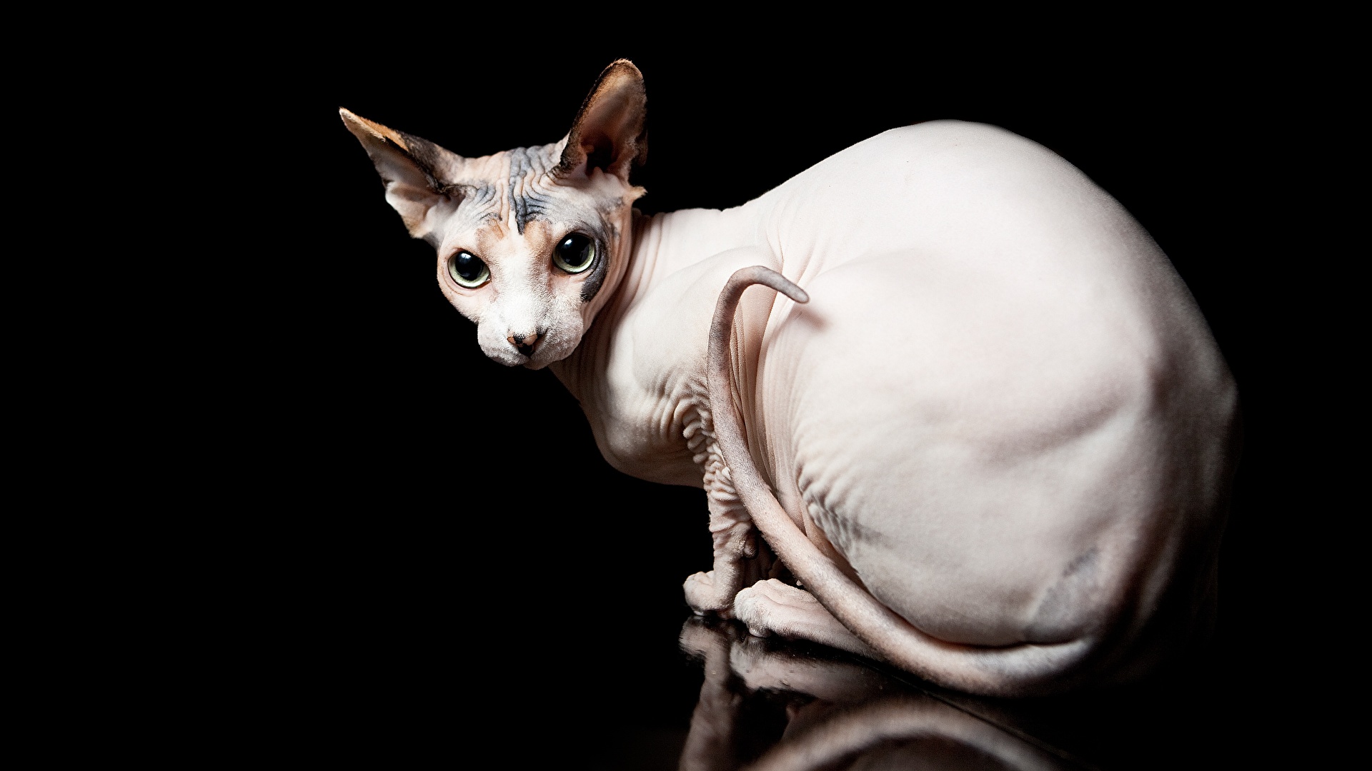 Photos Sphynx Cat Cats Animals Black Background