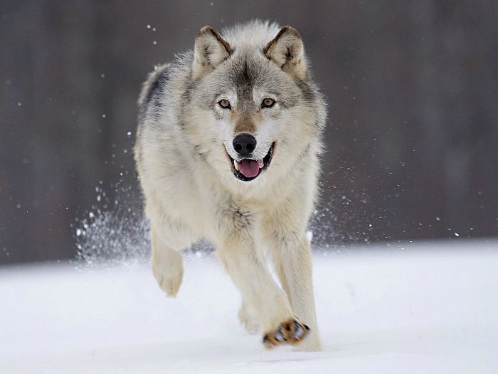 Veterinary Online Wolf