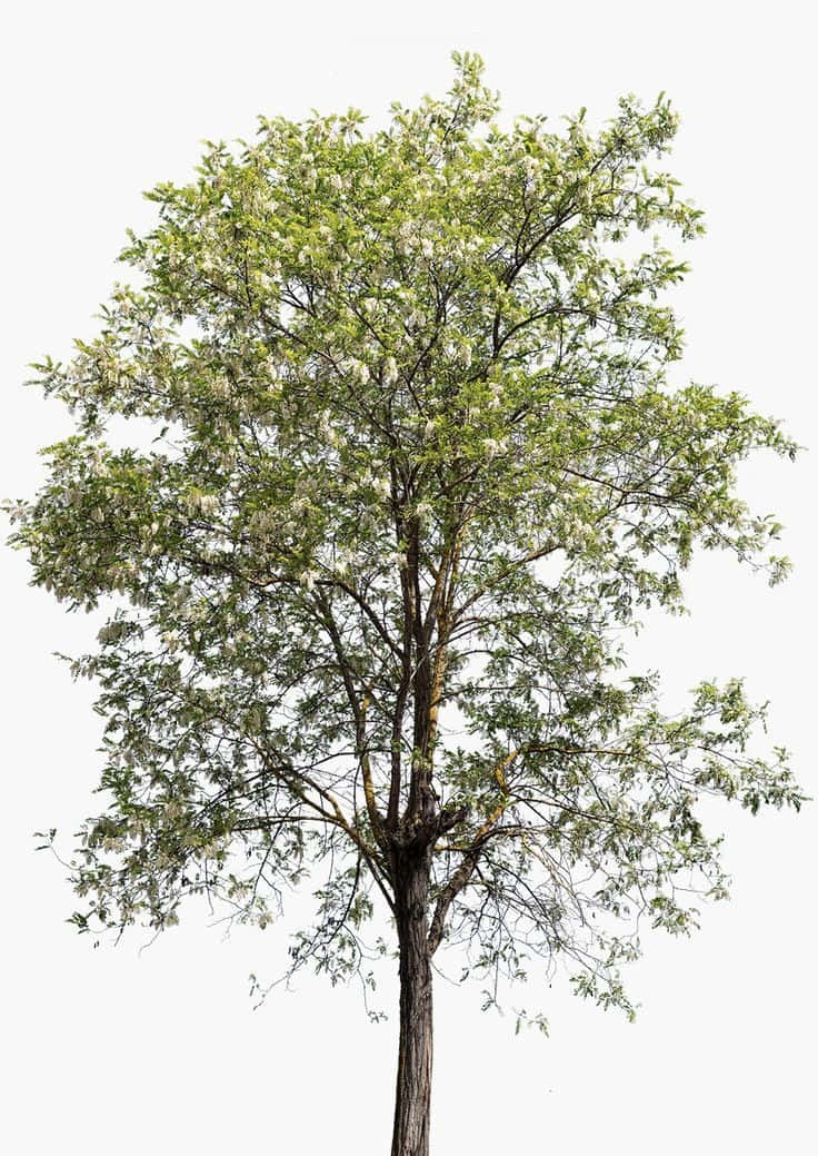 Black Locust X Wallpaper