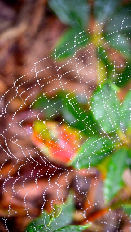 Wallpaper Spiderweb Of Drizzle iPhone Original