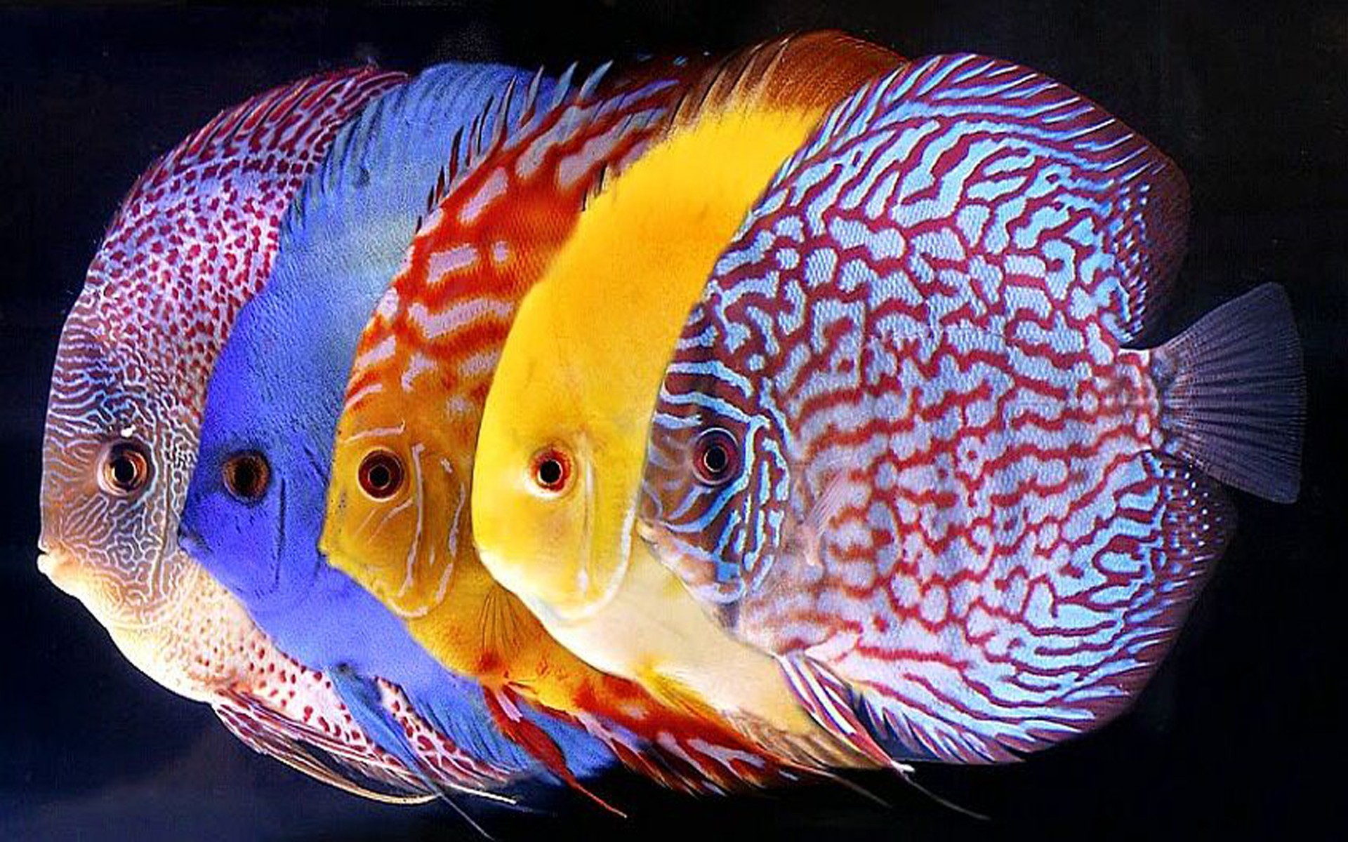 Symphysodon Discus Tropical Fish For Wallpaper HD Mobile