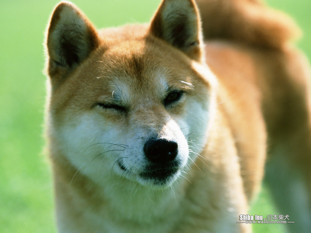 Shiba Inu Puppy Photos Dog Wallpaper No Desktop