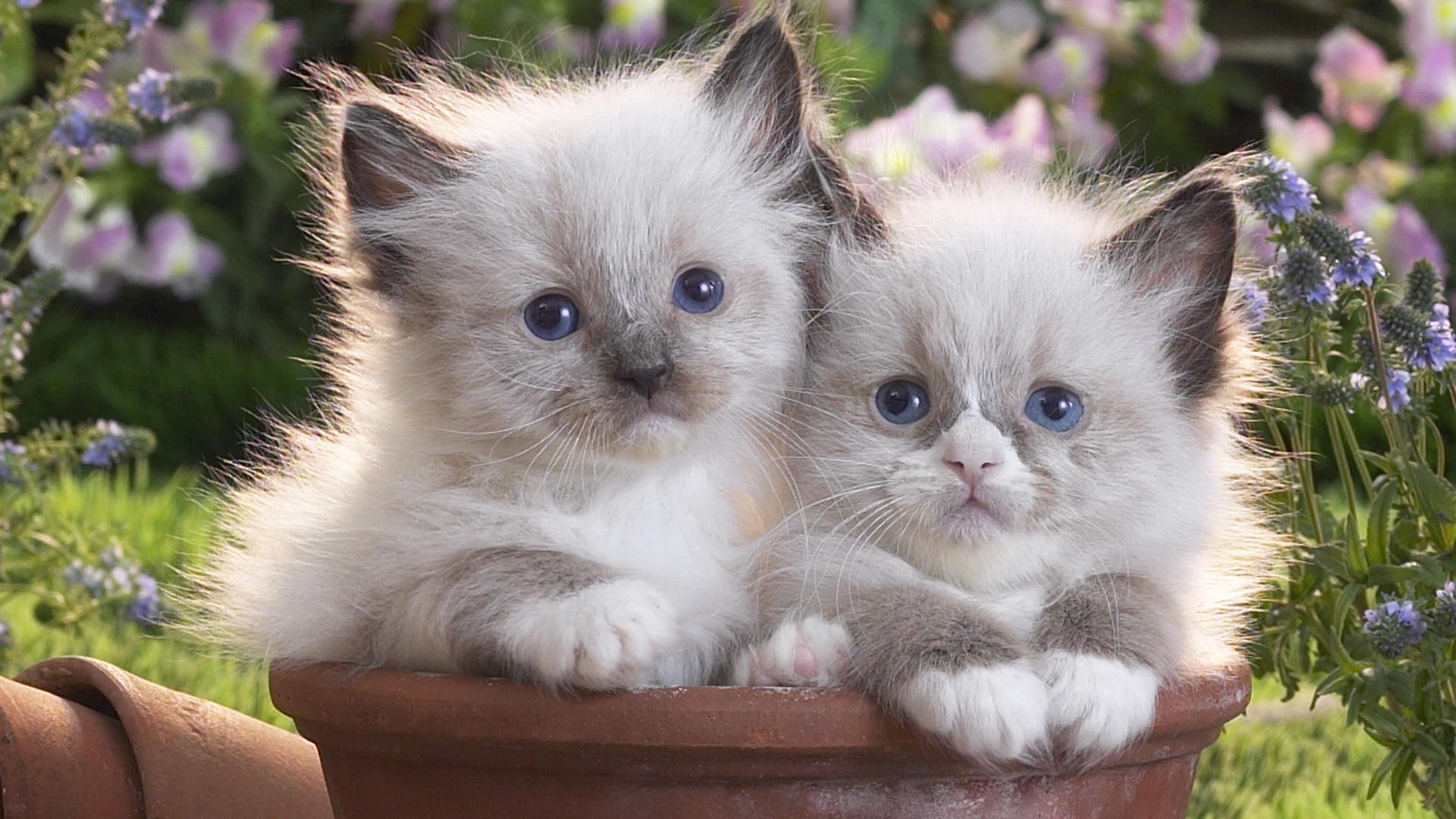 Two adorable Ragdoll kittens cuddle in a terracotta pot, surrounded by a vibrant flower garden