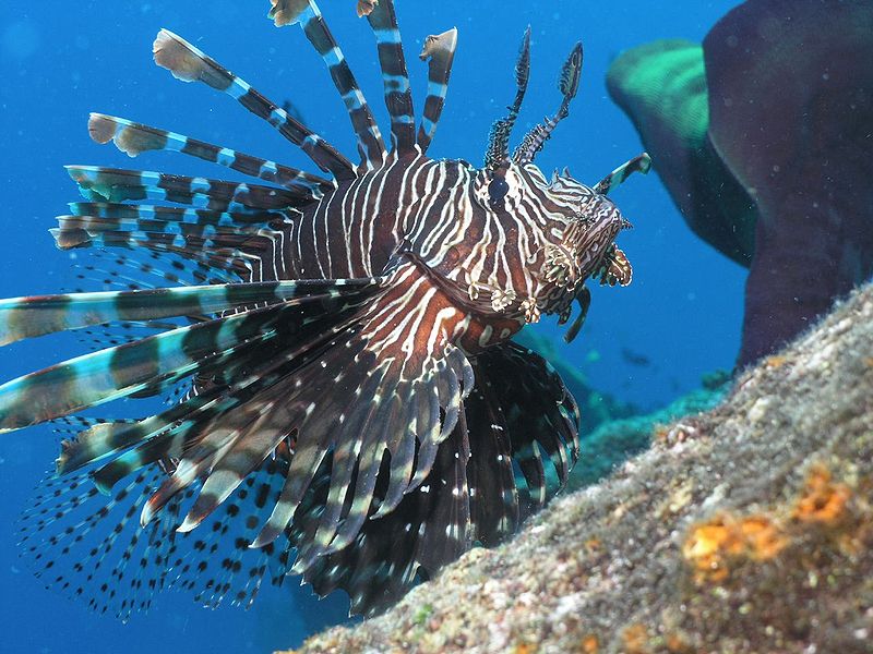 Lionfish Pictures Wallpaper Of