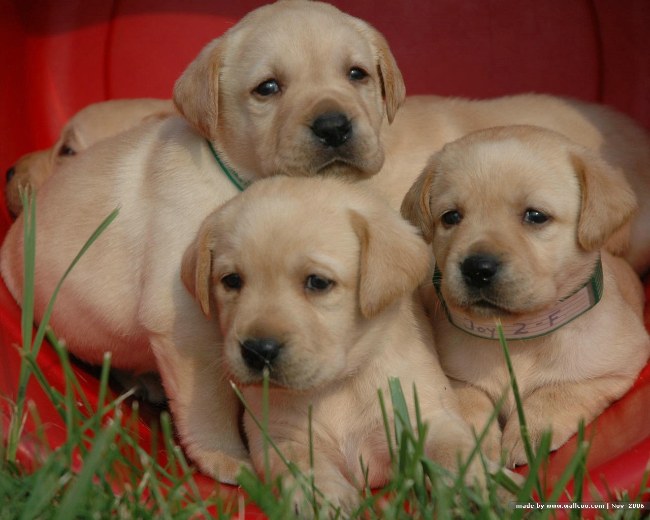 Three Labrador Retriever Puppies Photo And Wallpaper