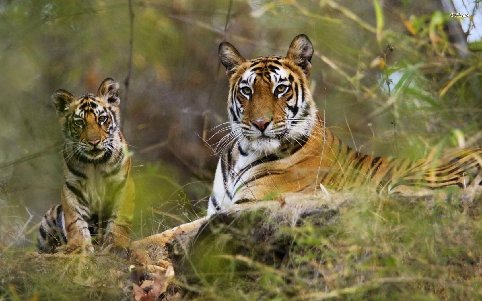 Bengal Tigers Wallpaper