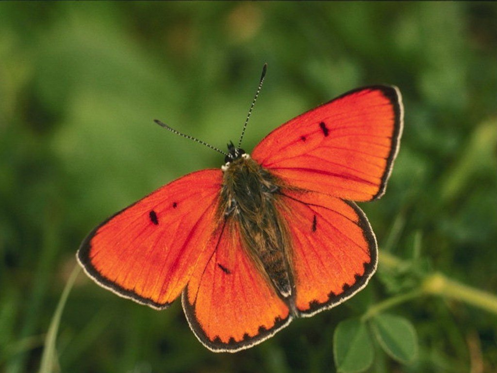 Red Butterfly Wallpaper HD Background