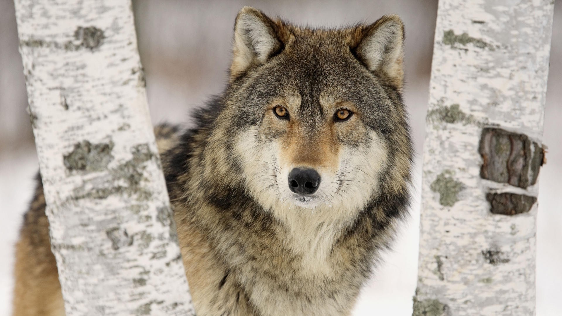 A majestic gray wolf stands between two birch trees in a snowy forest, its piercing gaze captivating the viewer