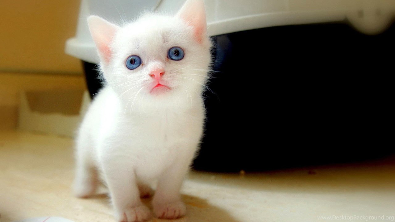 Small White Cute Cat HD Wallpaper Desktop