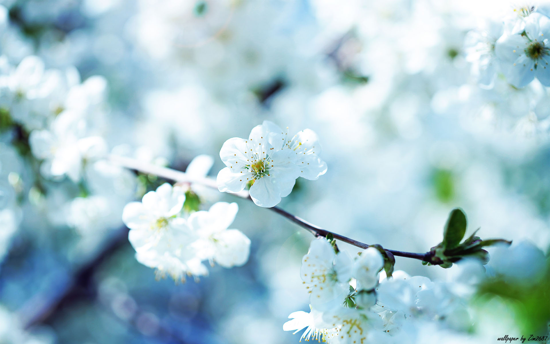 Beautiful Flower Wallpaper For Your Desktop Mobile And Tablet