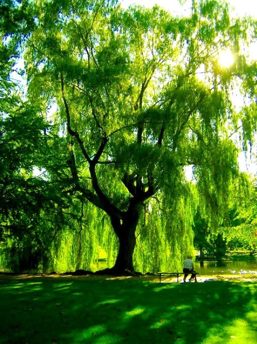Weeping Willow Tree Wallpaper The Is Such An